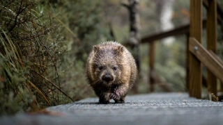 Campervan hire Hobart Tasmania